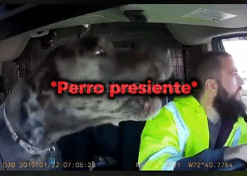 La Historia Más Sorprendente Dentro del Mundo Policial_part2