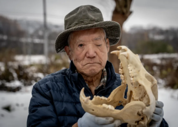 Inside Japan’s Push to Counter a Surge in Deadly Bear Attacks