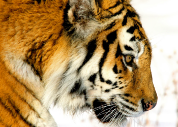 New book details the epic story behind the fight to save Russia’s Amur tigers