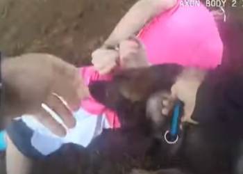 La cámara corporal muestra a un K9 ayudando en la detención de un sospechoso que huía part2