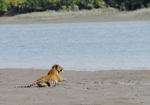 Their husbands were killed by tigers. Now these women are restoring the big cat’s habitat