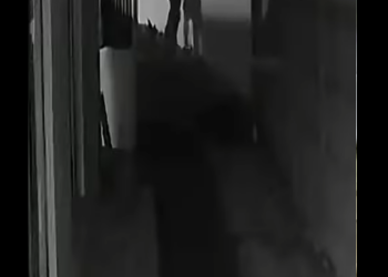 ¿Cómo un perro callejero intervino en plena persecución? part2