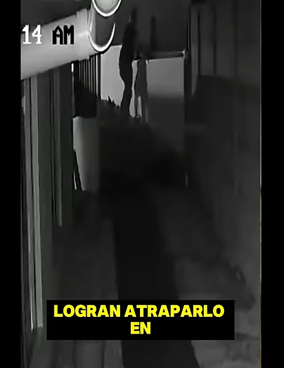 ¿Cómo un perro callejero intervino en plena persecución? part2