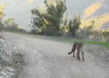 Bicyclists Come Face To Face -to-Face with Mountain Lion, Lake Forest