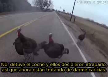 T140109 Policía vs Animales Los Momentos MÁS DIVERTIDOS De La Historia part2
