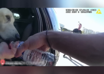 Cuando Policías S4lvan Animales Justo Tiempo part2